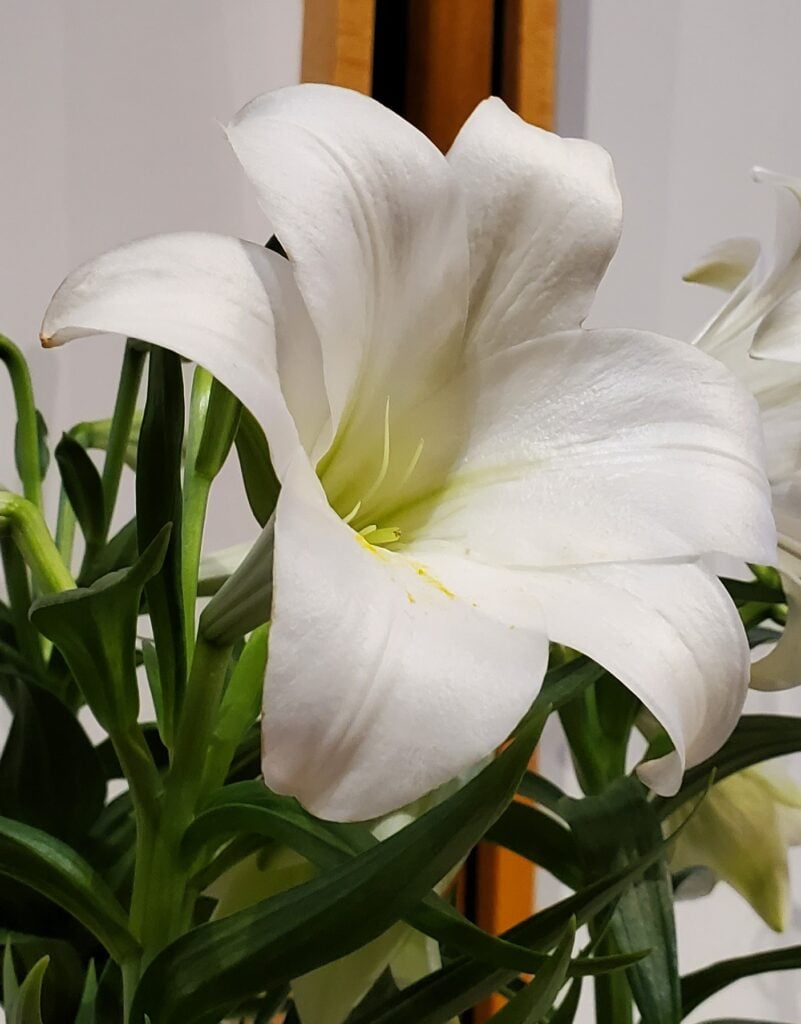 Easter Lily